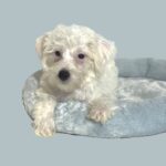 OLAF – Miniature Schnoodle $2000