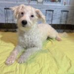 OLAF – Miniature Schnoodle $1800