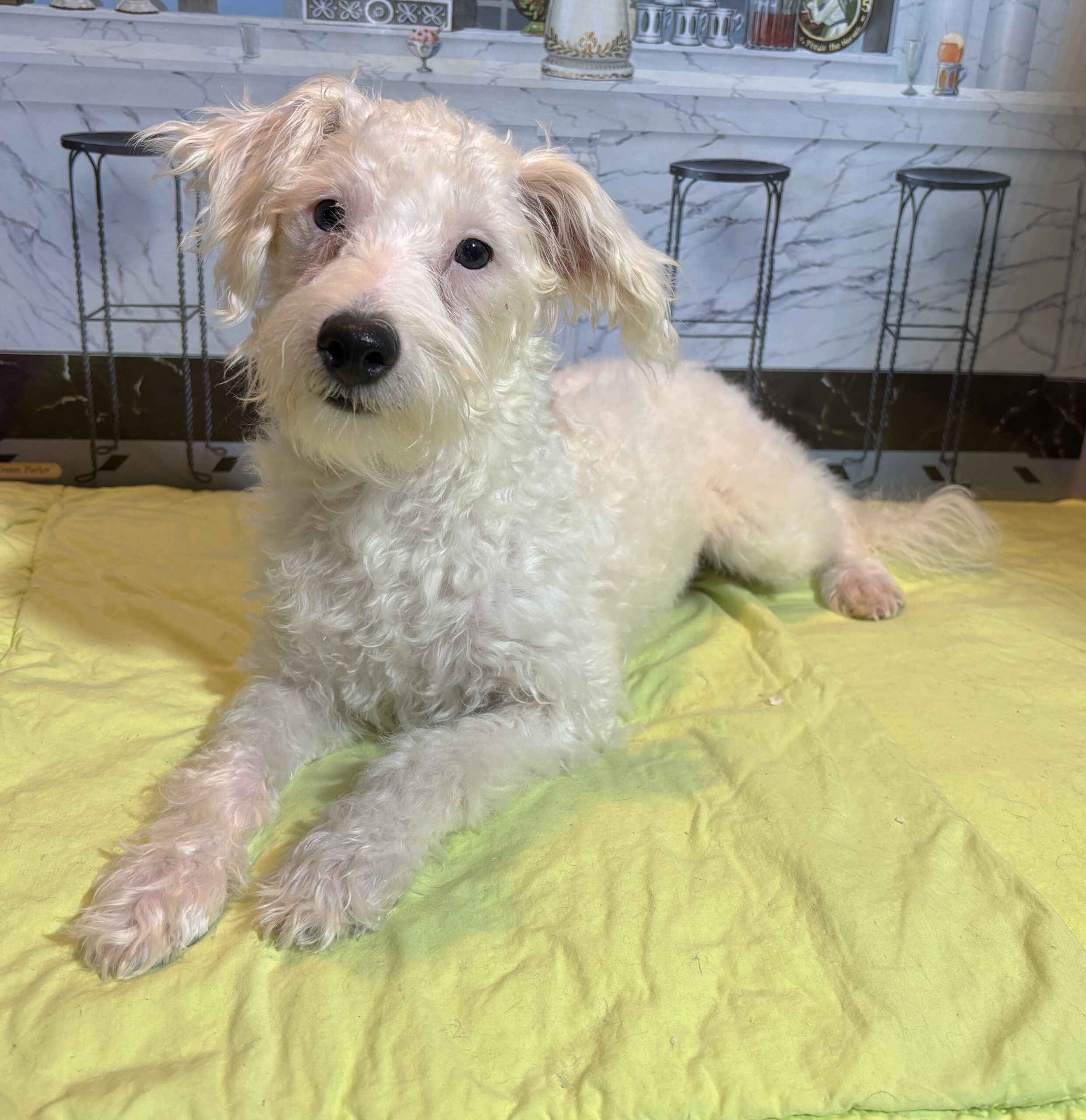 OLAF – Miniature Schnoodle $2000