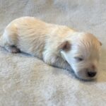 BARNEY – Bichon Mix $1800