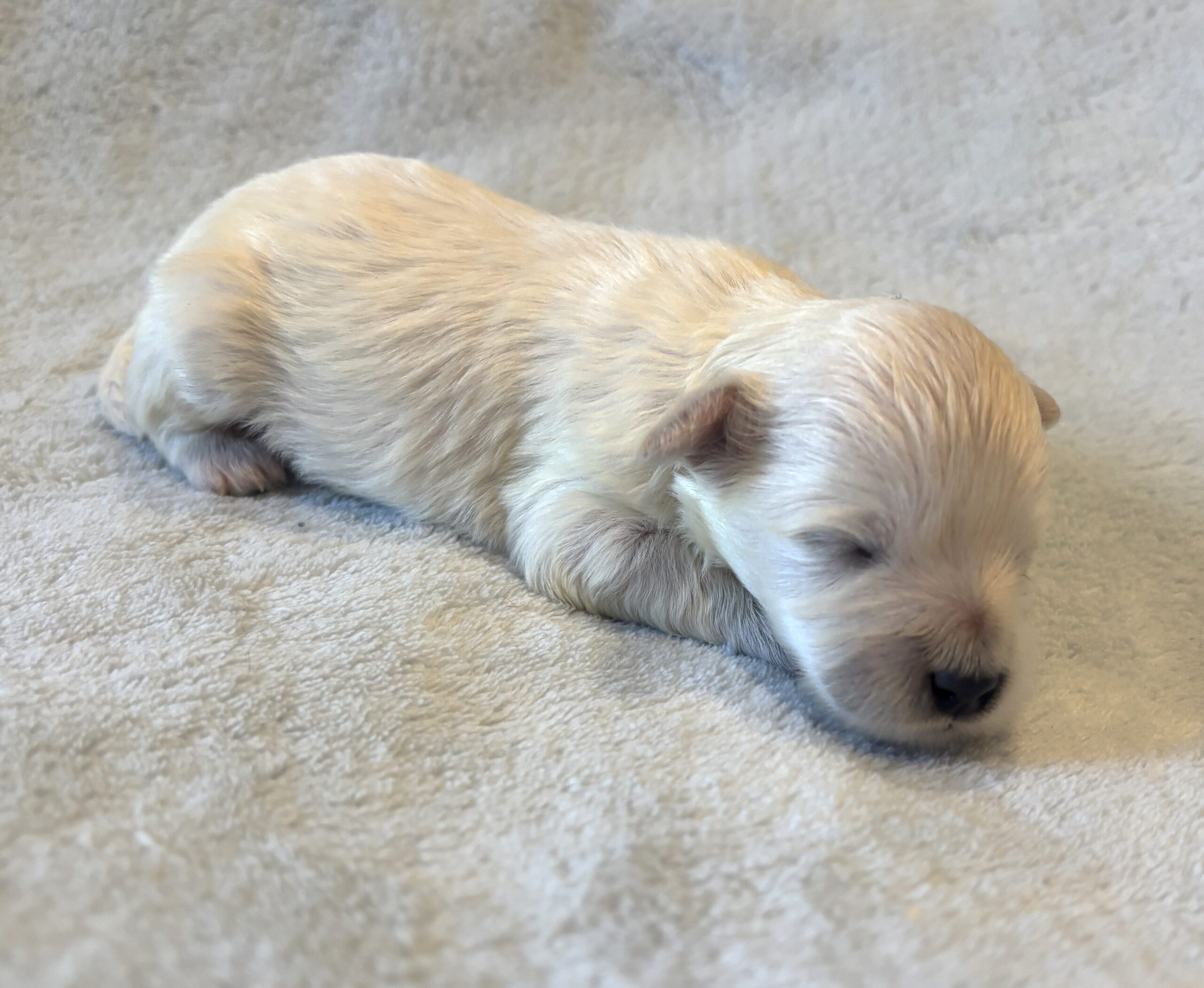 BARNEY – Bichon Mix $1800