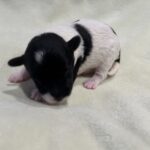 DAISY – Miniature Schnoodle $2300