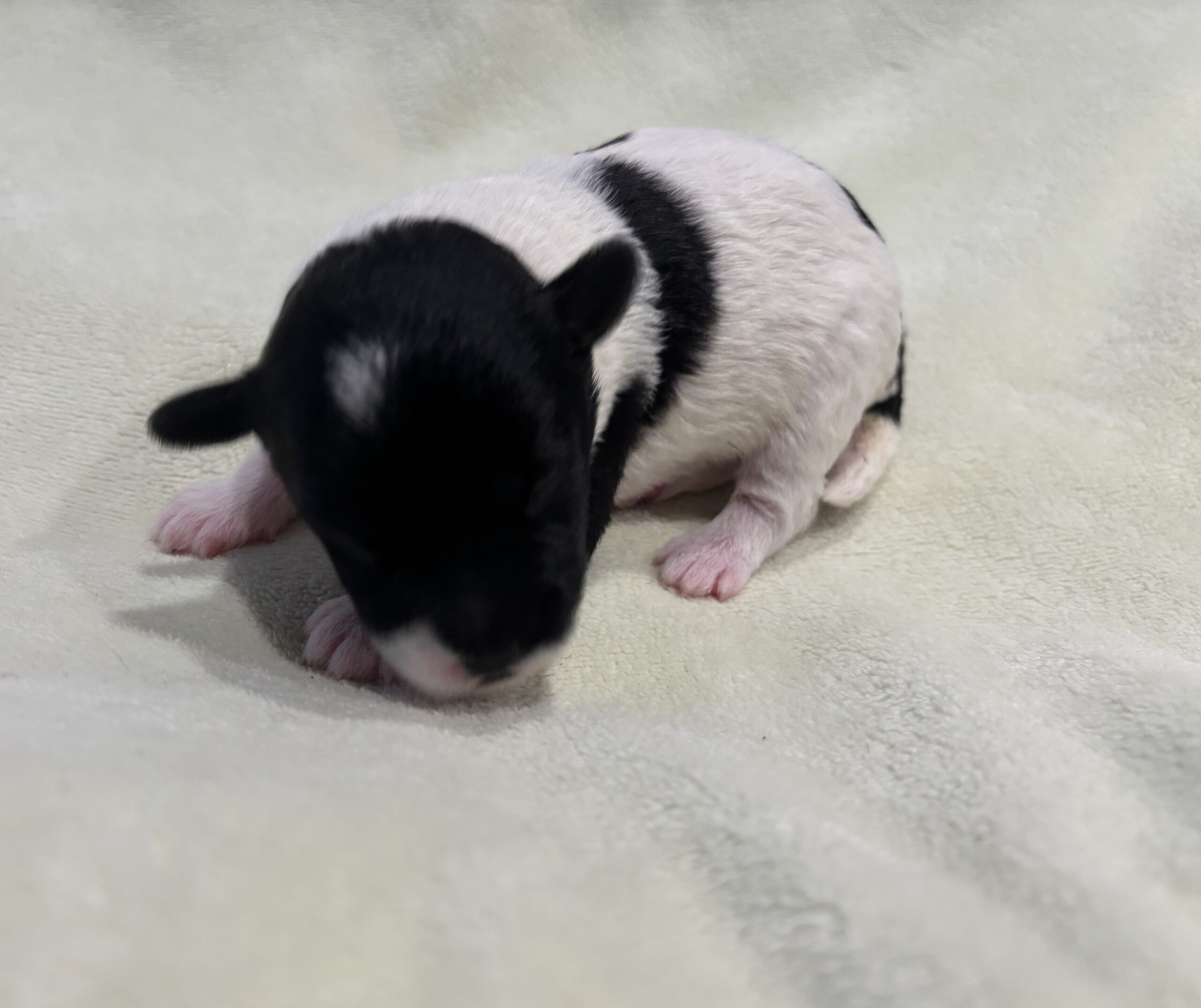 DAISY – Miniature Schnoodle $2300