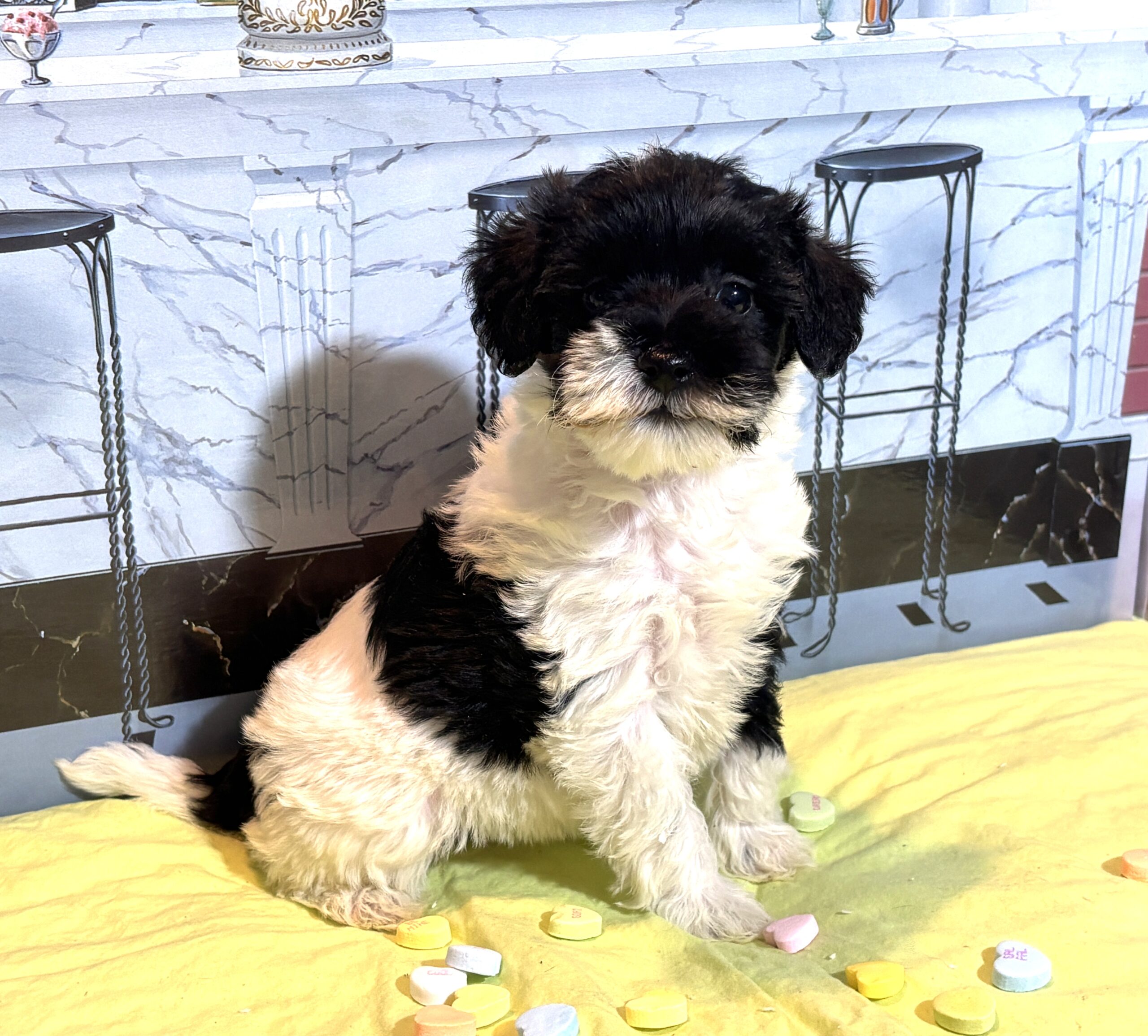 DAISY – Miniature Schnoodle $2300