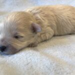 FRED – Bichon Mix $1800