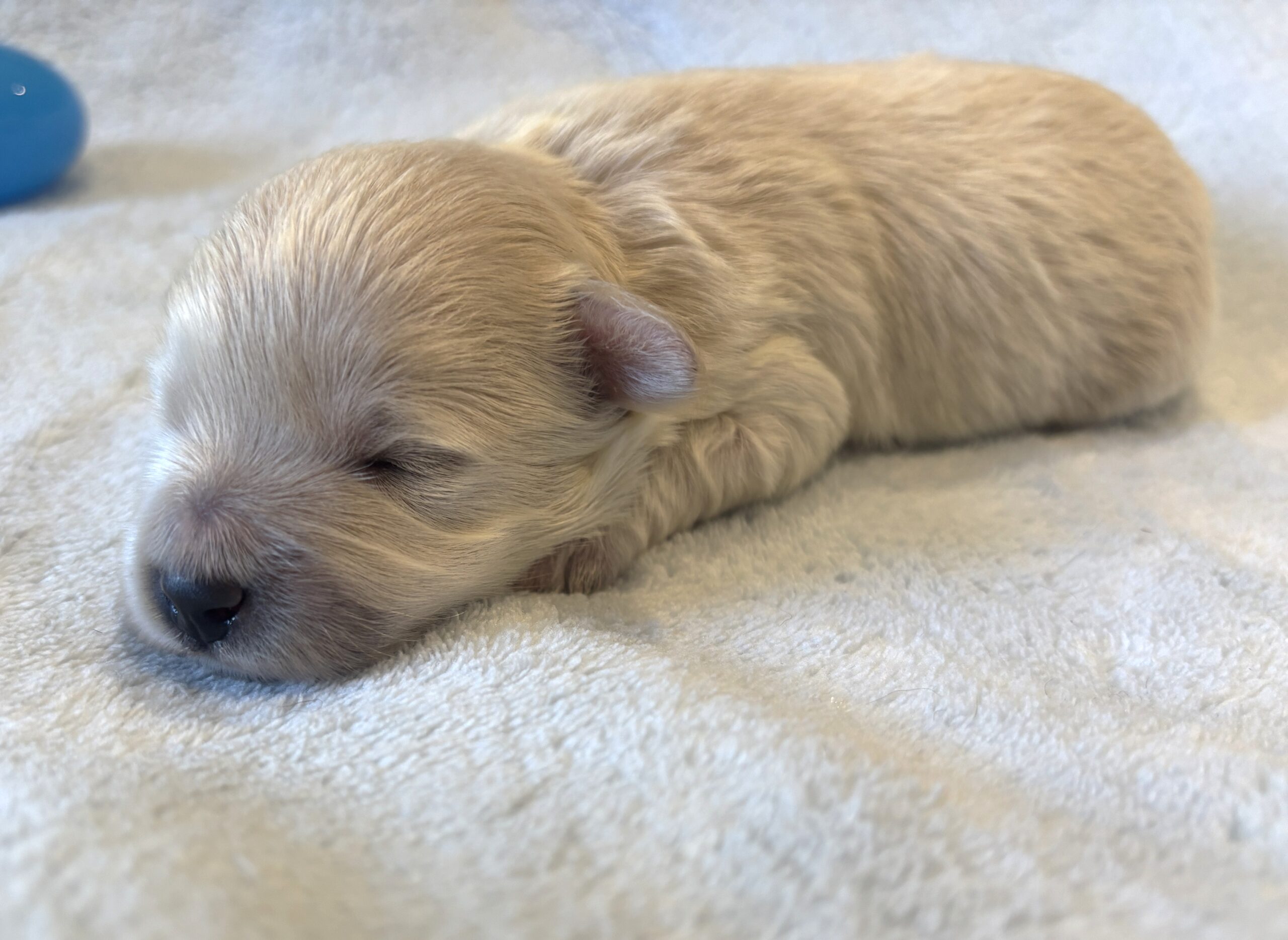 FRED – Bichon Mix $1800