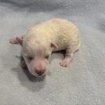 HUNTER – Miniature Schnoodle $2000