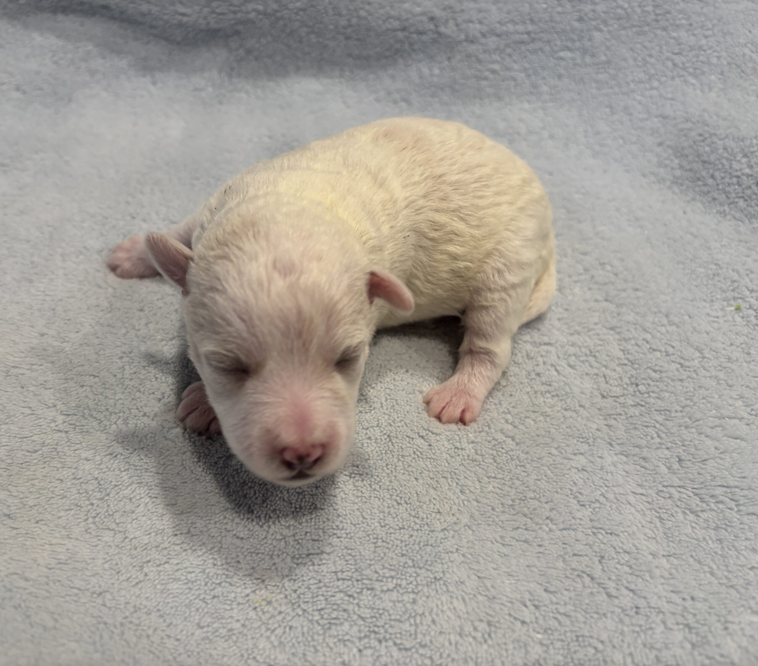 HUNTER – Miniature Schnoodle $2000