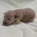 LOKI – Miniature Schnoodle $2500