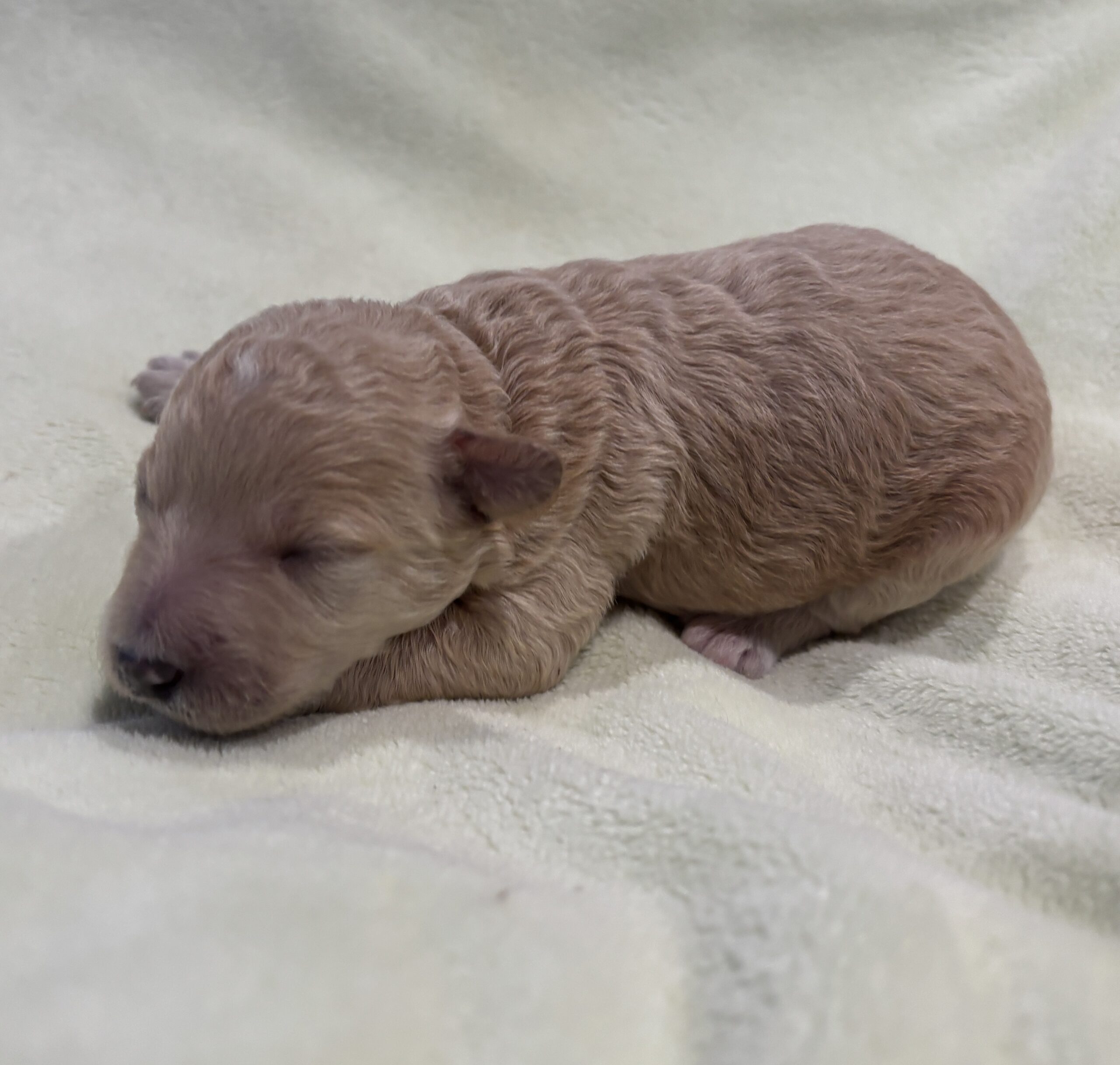 LOKI – Miniature Schnoodle $2500