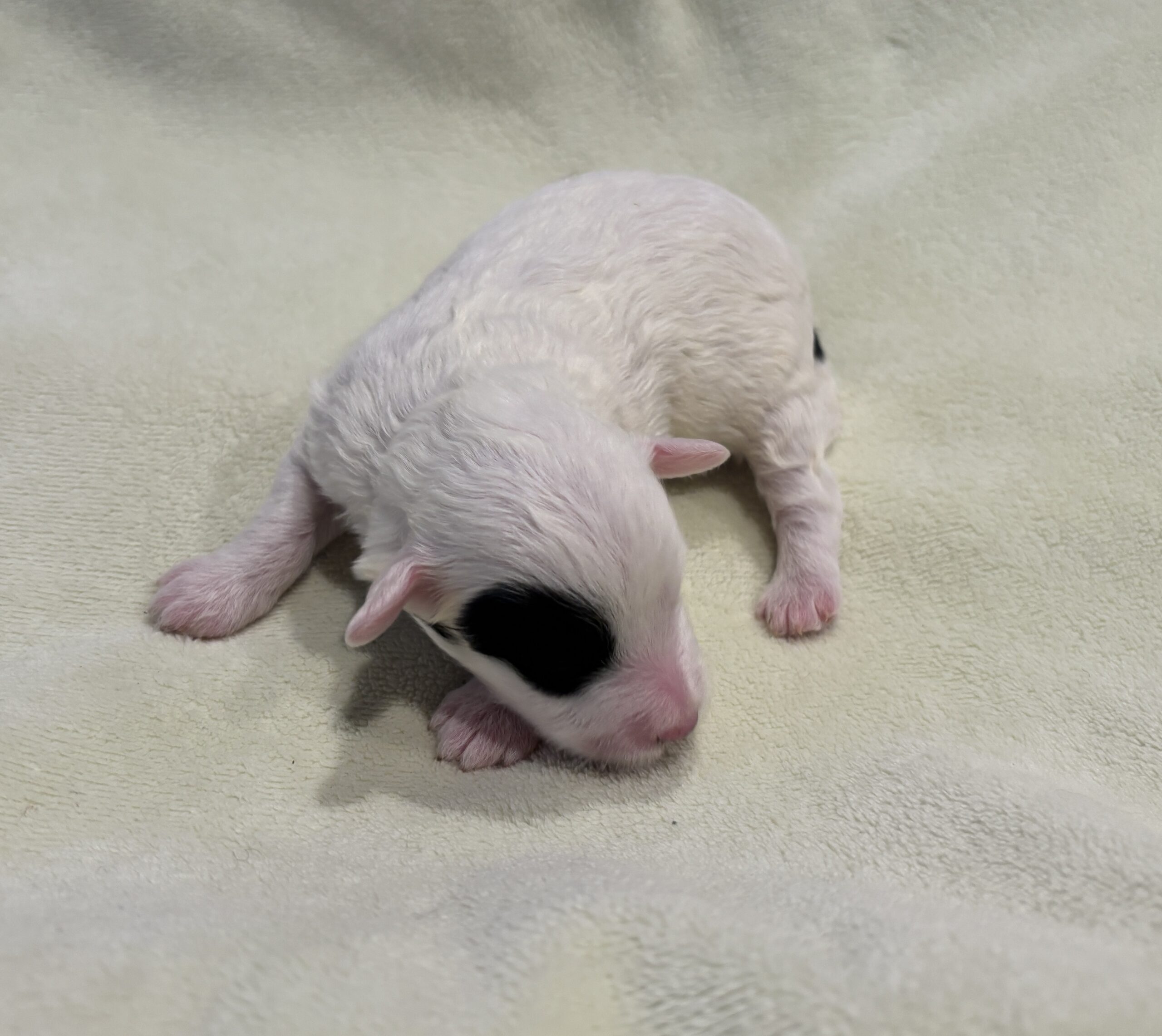 LOLA – Miniature Schnoodle $2300