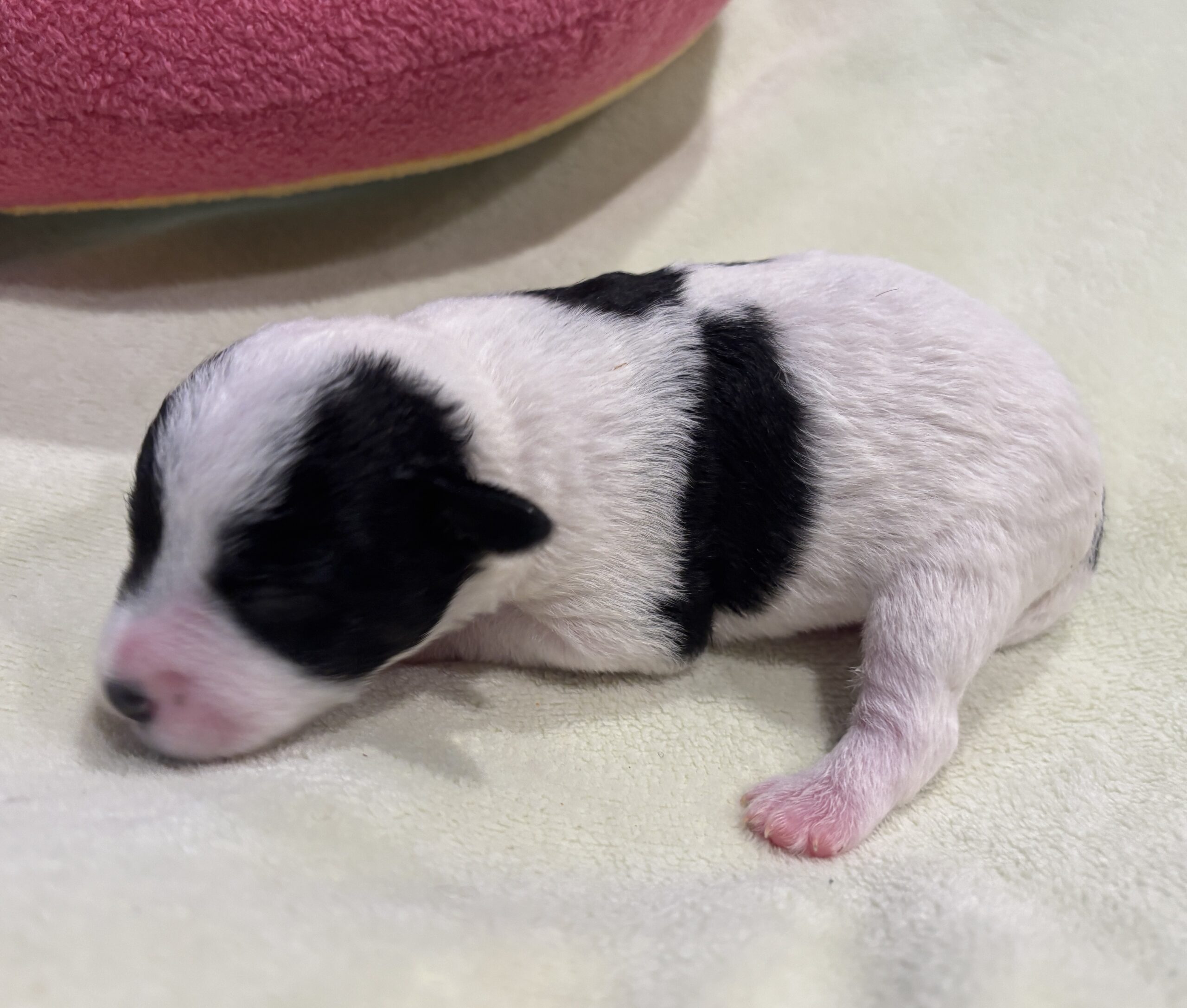 MOLLY – Miniature Schnoodle $2300