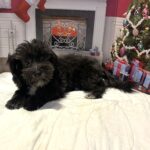 NOVA – Bichon Mix $1500