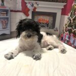 PANDORA – Bichon Mix $1500
