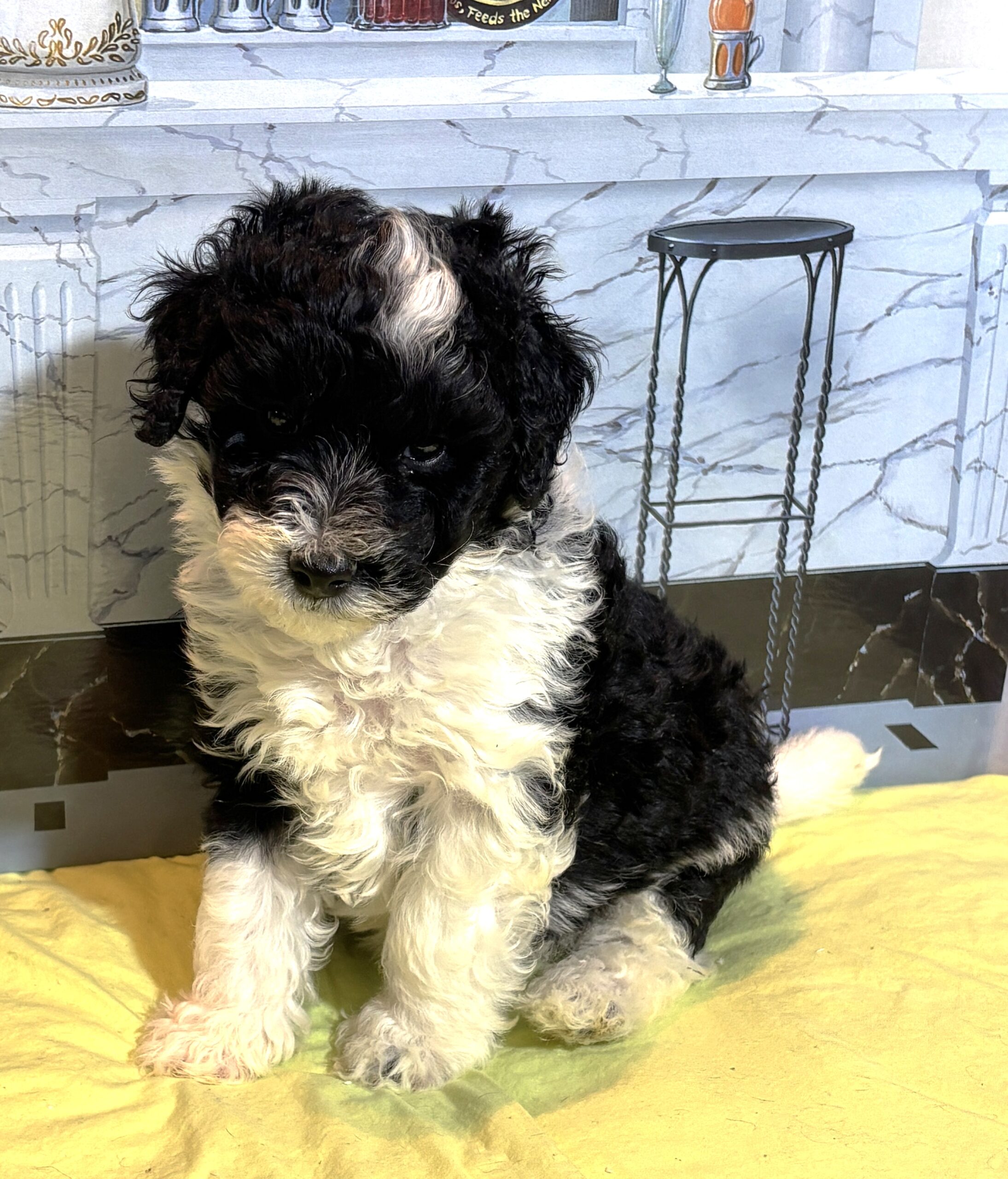 Rocky – Miniature Schnoodle $2300