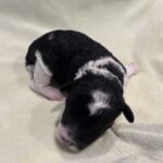 Rocky – Miniature Schnoodle $2300