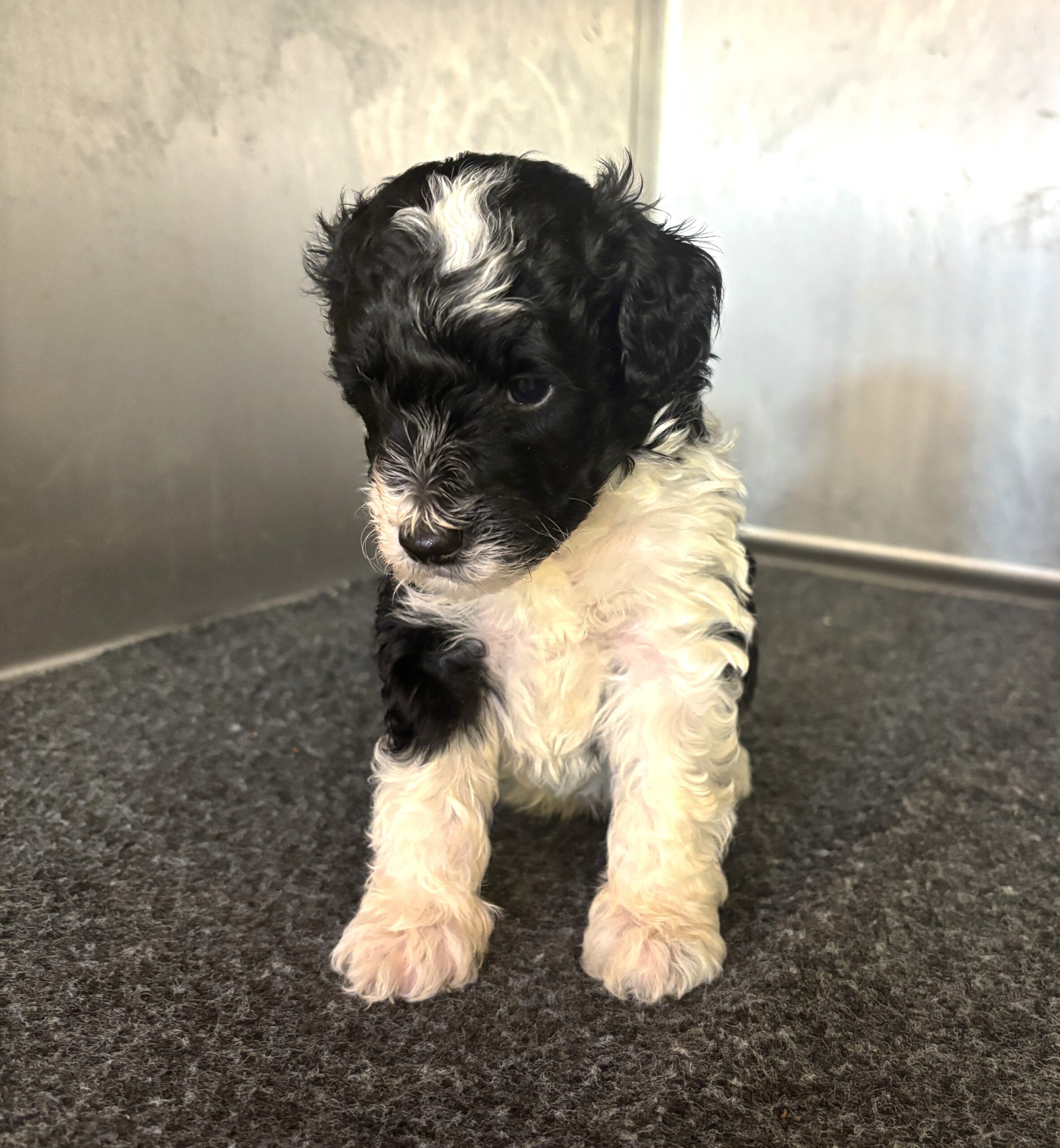 Rocky – Miniature Schnoodle $2300
