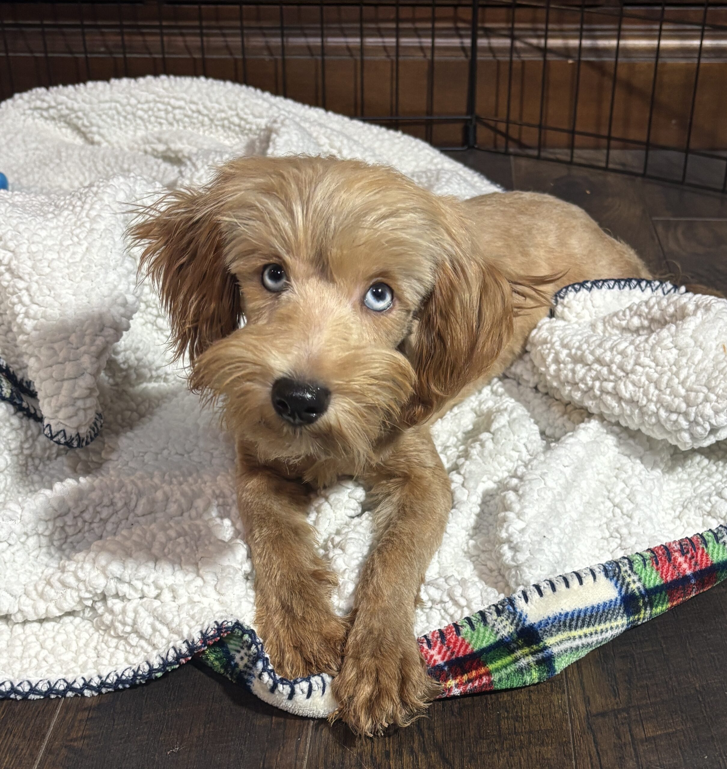 ANNA – Miniature Schnoodle  $2500