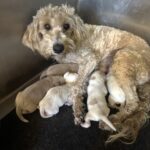 AUTUMN’S Schnoodle Litter