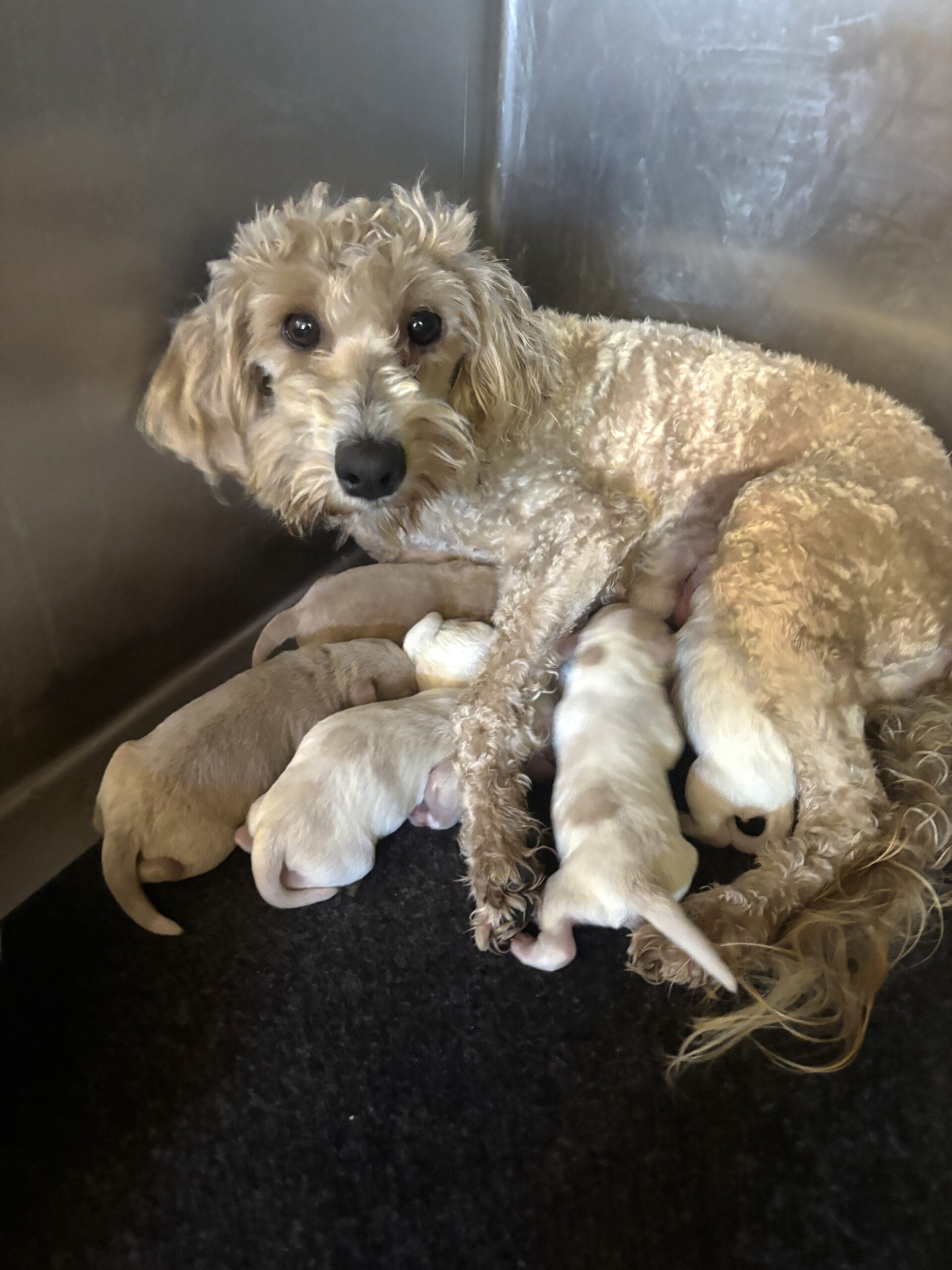AUTUMN’S Schnoodle Litter