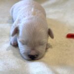 BETTY – Bichon Mix $1800