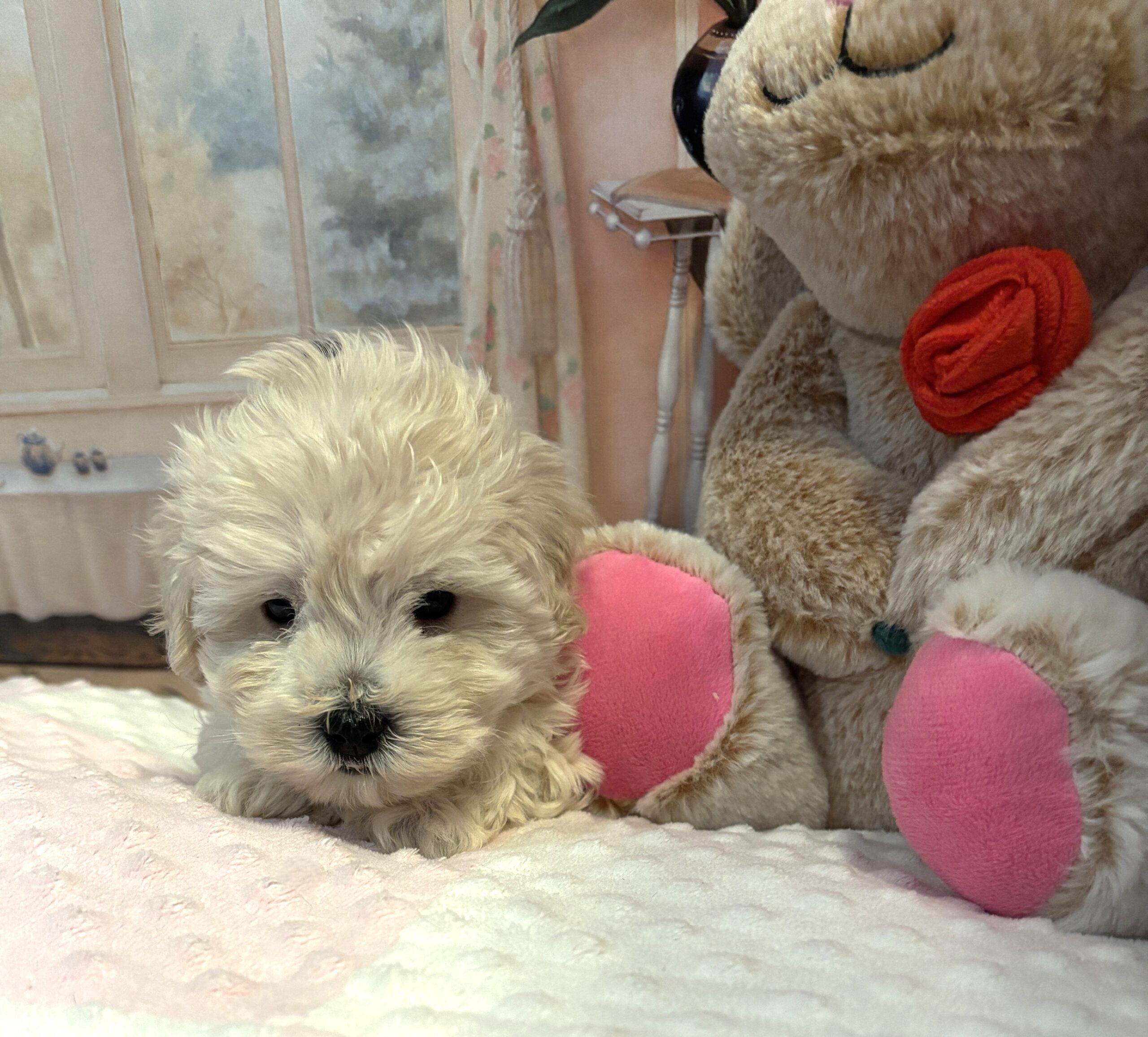 BETTY – Bichon Mix $1800