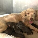 CHARITY’S Schnoodle Litter