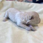 PEBBLES – Bichon Mix $1800