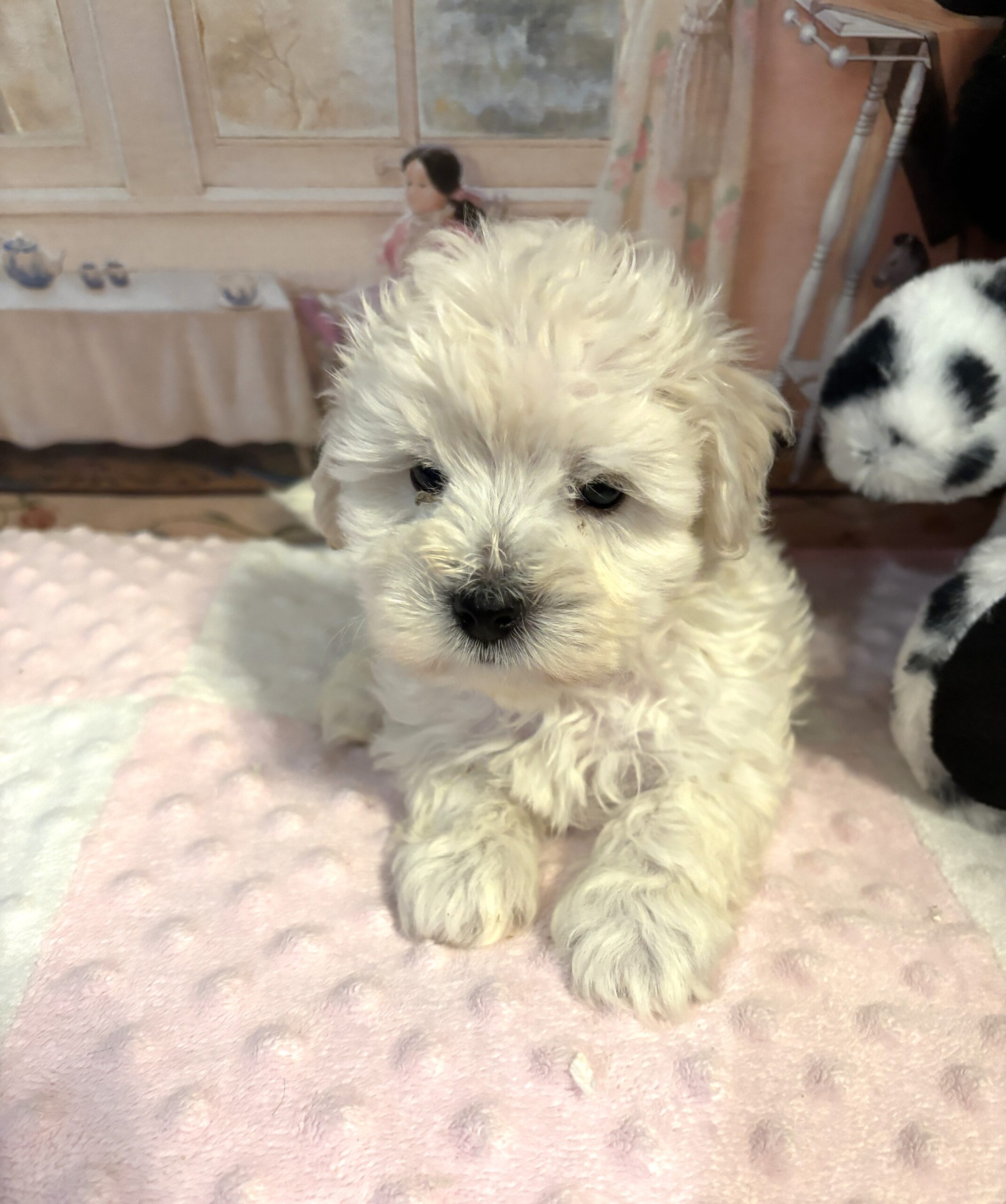 PEBBLES – Bichon Mix $1800