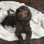 PENNY – Miniature Schnoodle $2300