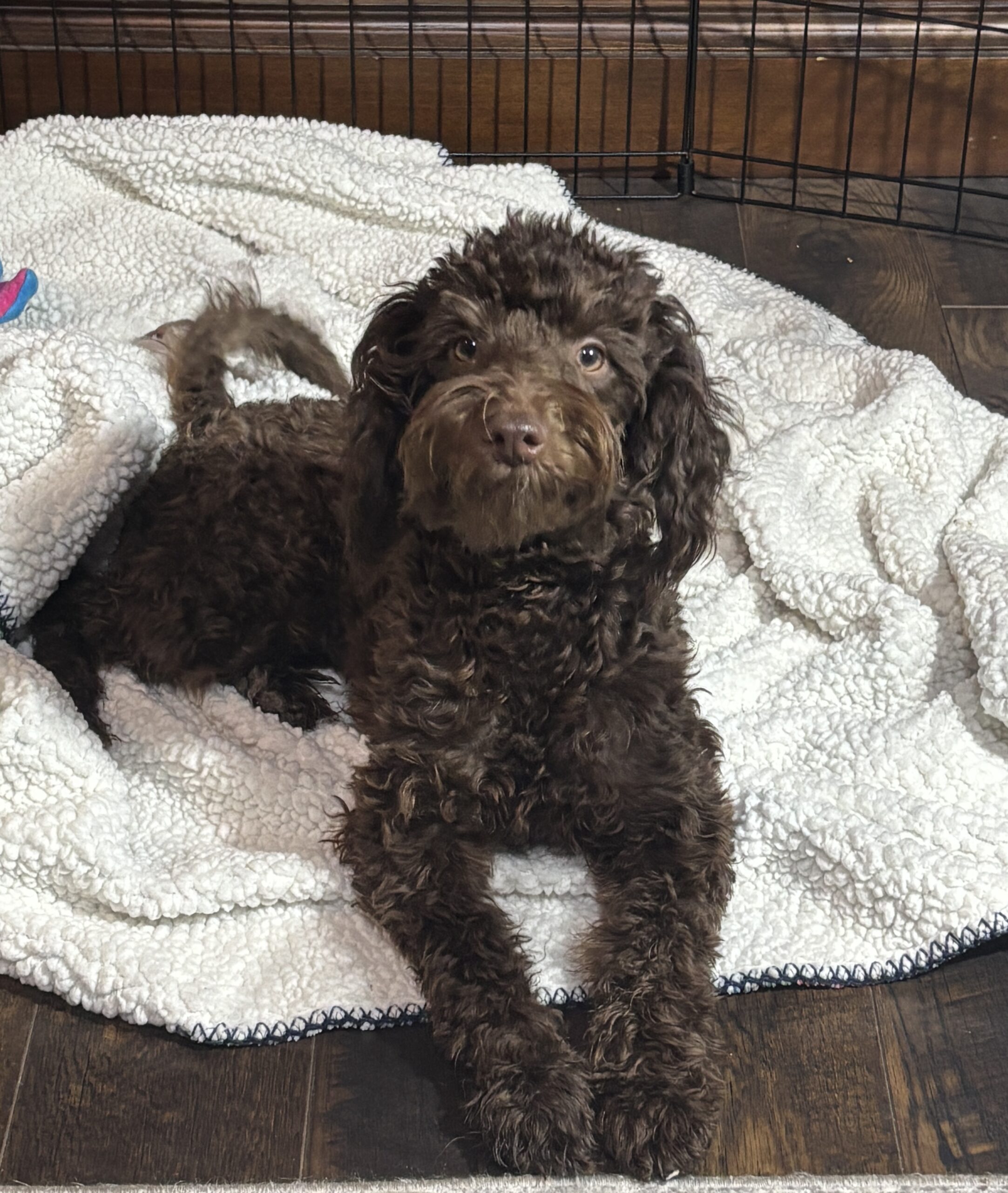 PENNY – Miniature Schnoodle  $2300
