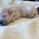 WILMA – Bichon Mix $1800