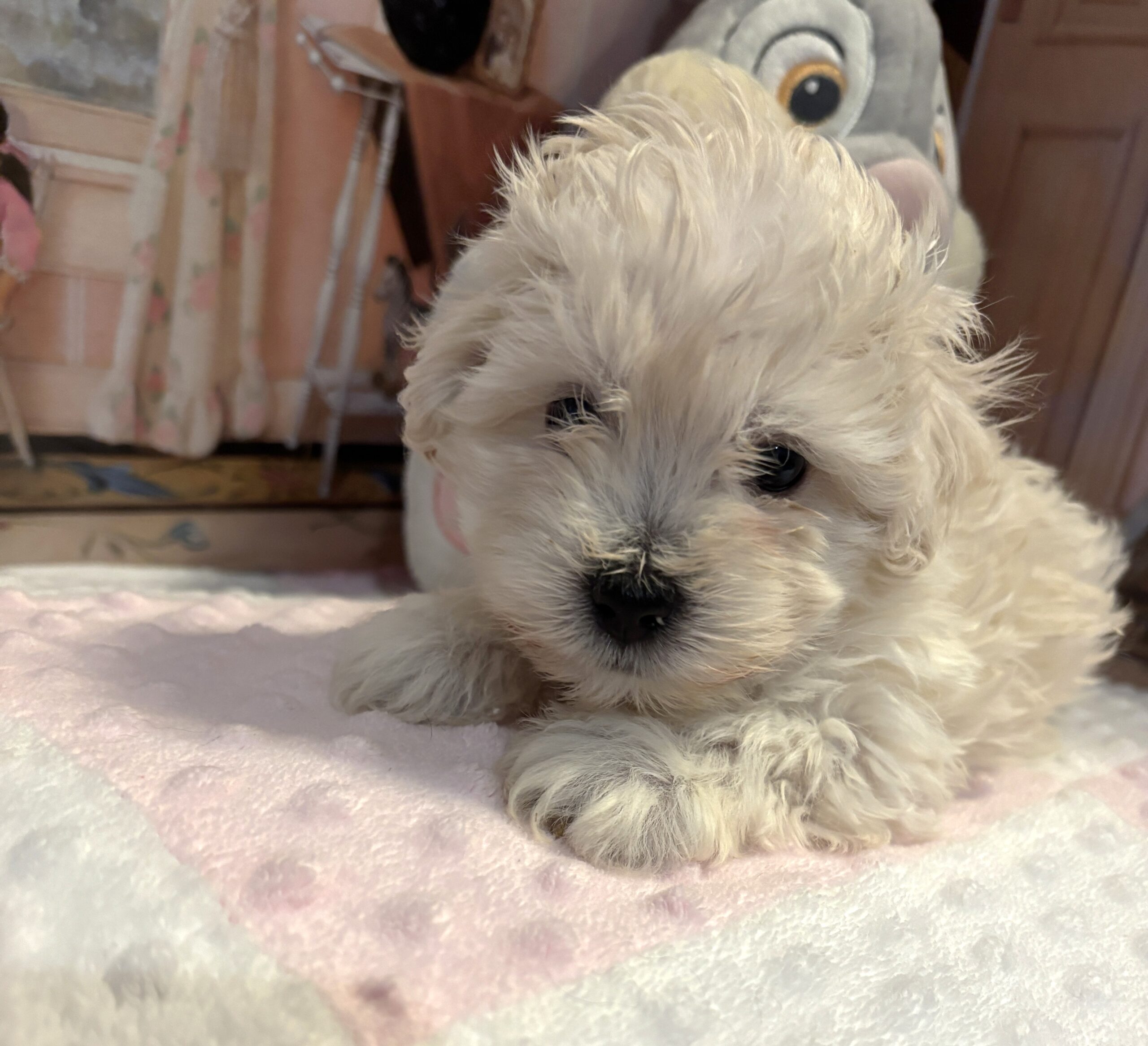 WILMA – Bichon Mix $1800