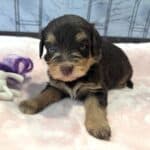 ANITA – Schnoodle $2500