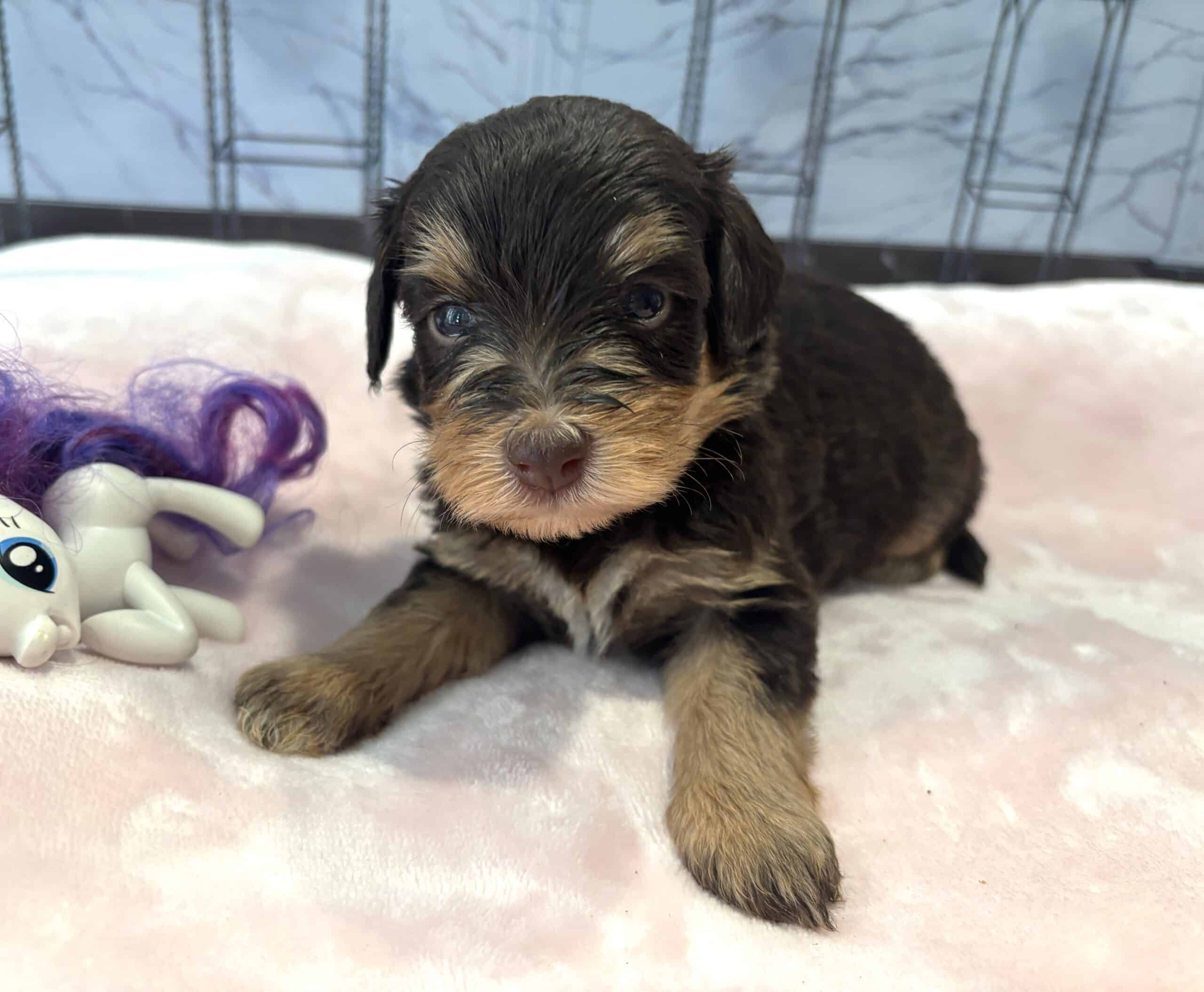 ANITA – Schnoodle $2500