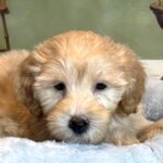 APOLLO – Miniature Schnoodle $2500