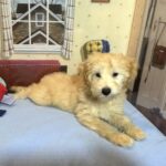 APOLLO – Miniature Schnoodle $2500