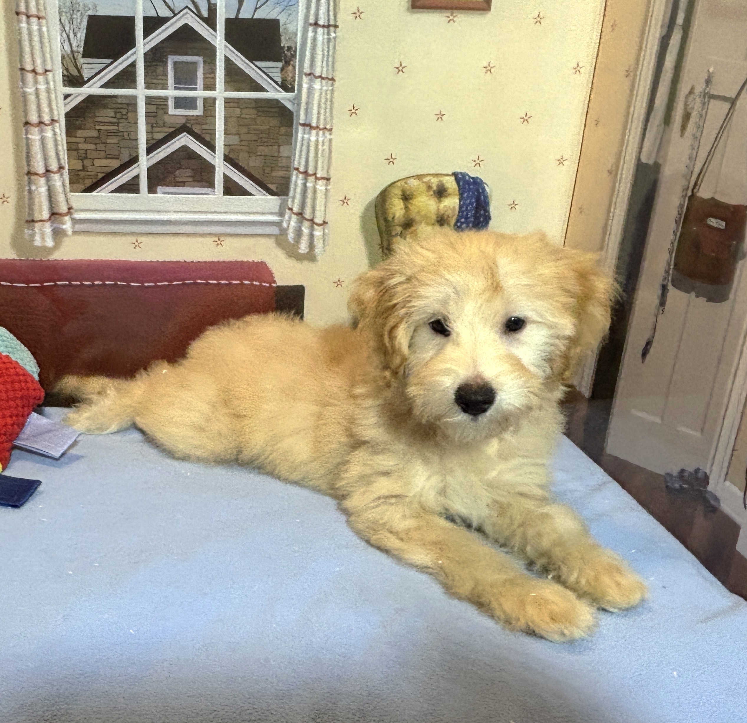 APOLLO – Miniature Schnoodle $2500