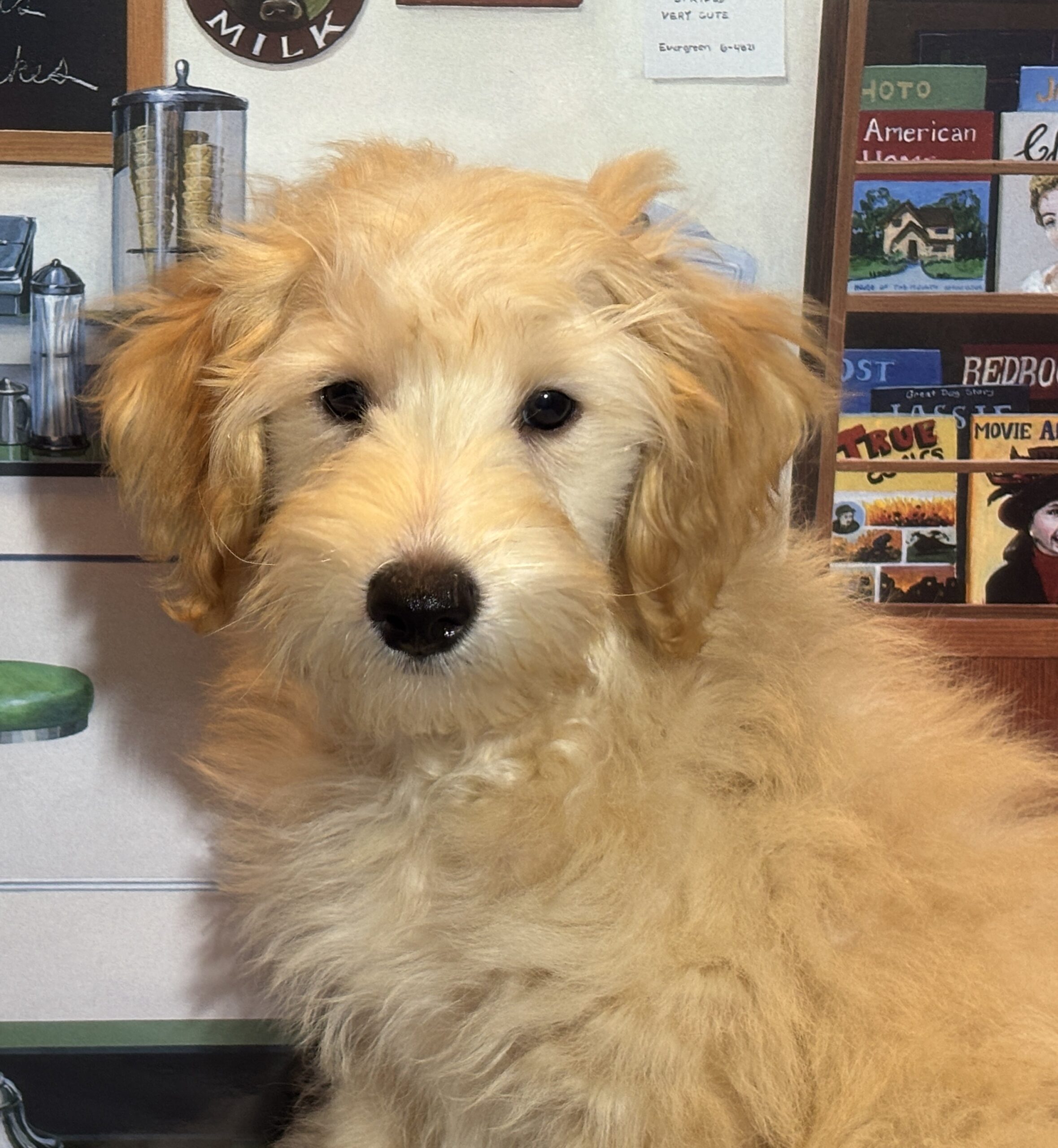 APOLLO – Miniature Schnoodle $2300