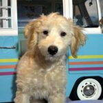 APOLLO – Miniature Schnoodle $2300