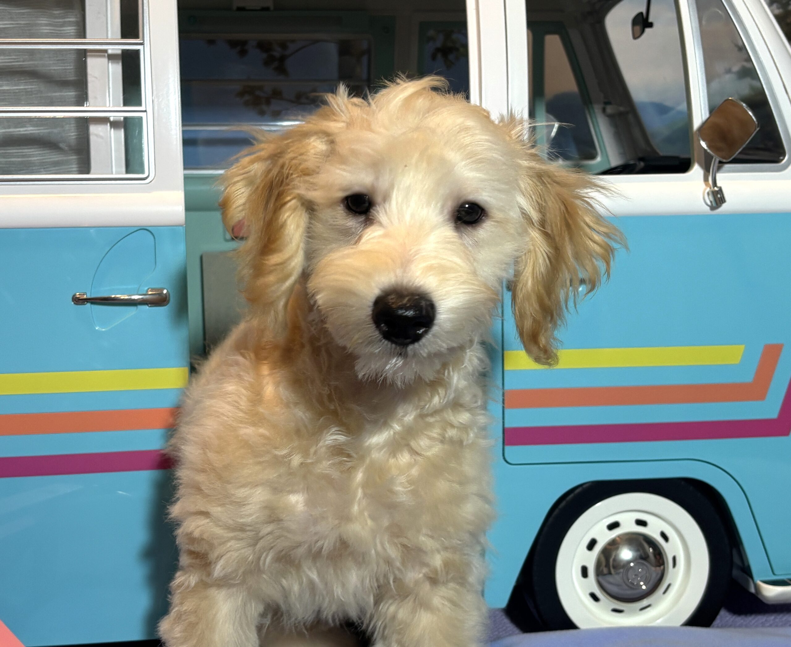 APOLLO – Miniature Schnoodle $2300