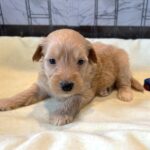 APOLLO – Miniature Schnoodle $2500