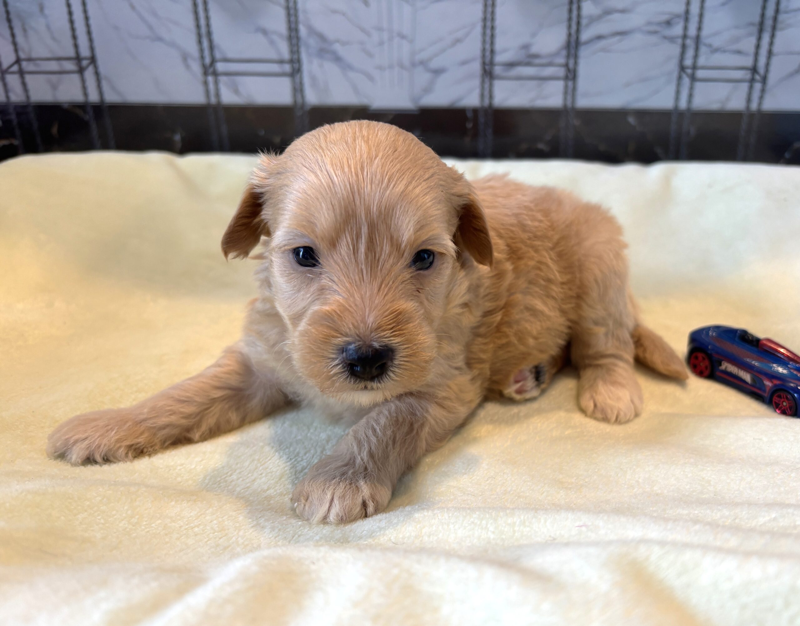 APOLLO – Miniature Schnoodle $2500