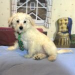 ATLAS – Miniature Schnoodle $2300
