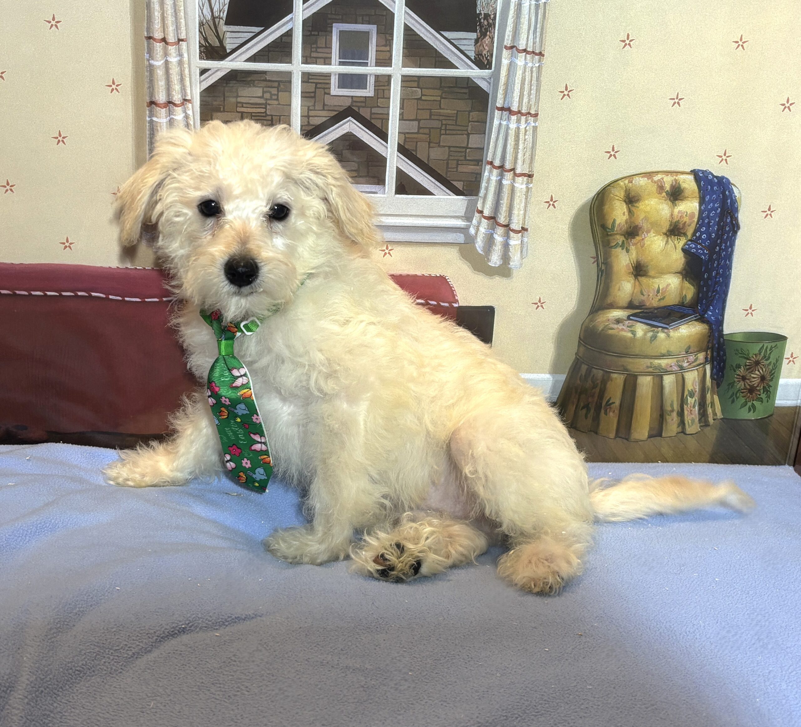ATLAS – Miniature Schnoodle $2300