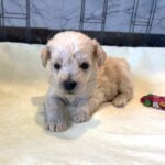 ATLAS – Miniature Schnoodle $2500