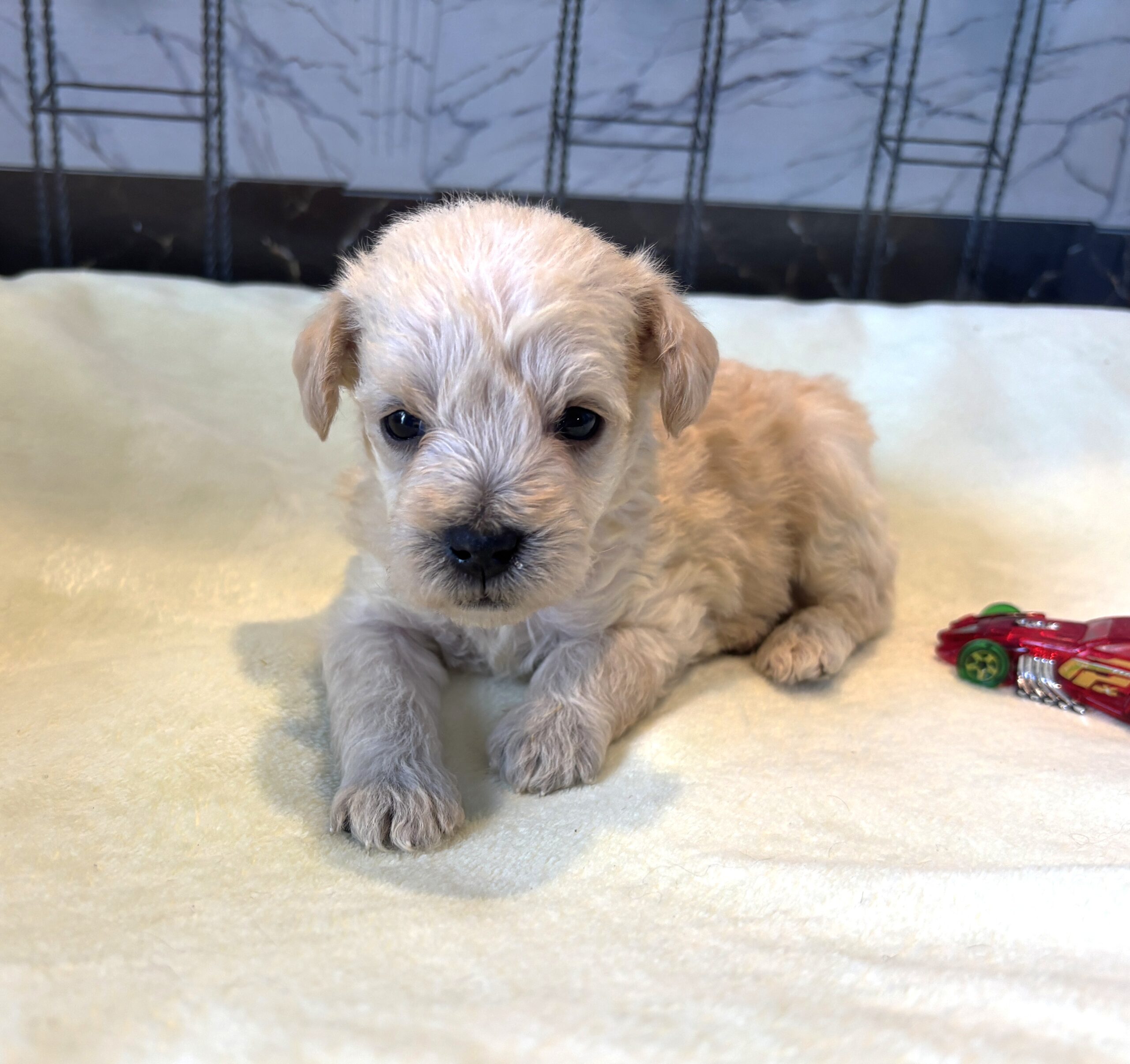 ATLAS – Miniature Schnoodle $2500