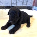 CERUS – Miniature Schnoodle $1800