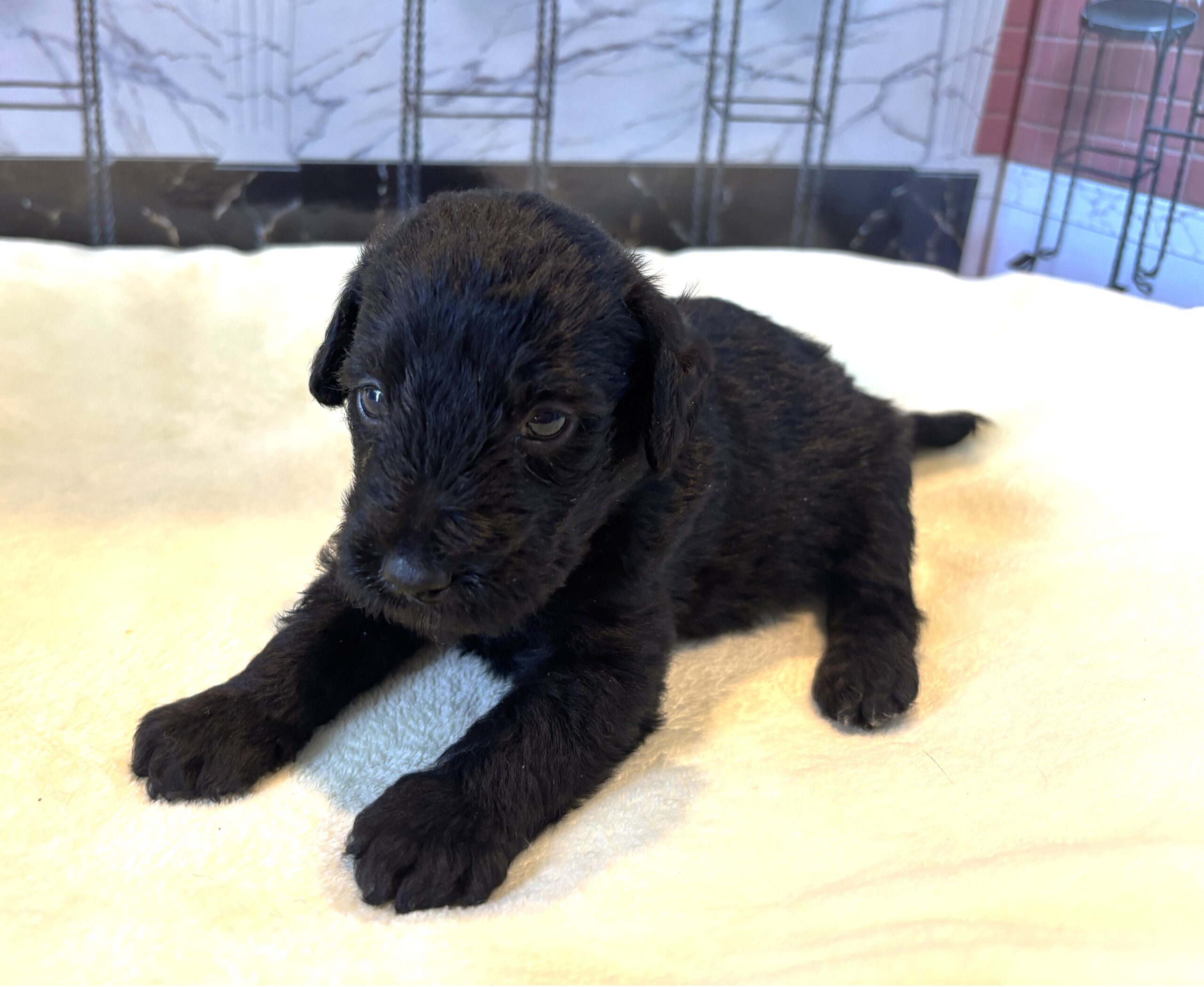 CERUS – Miniature Schnoodle $1800