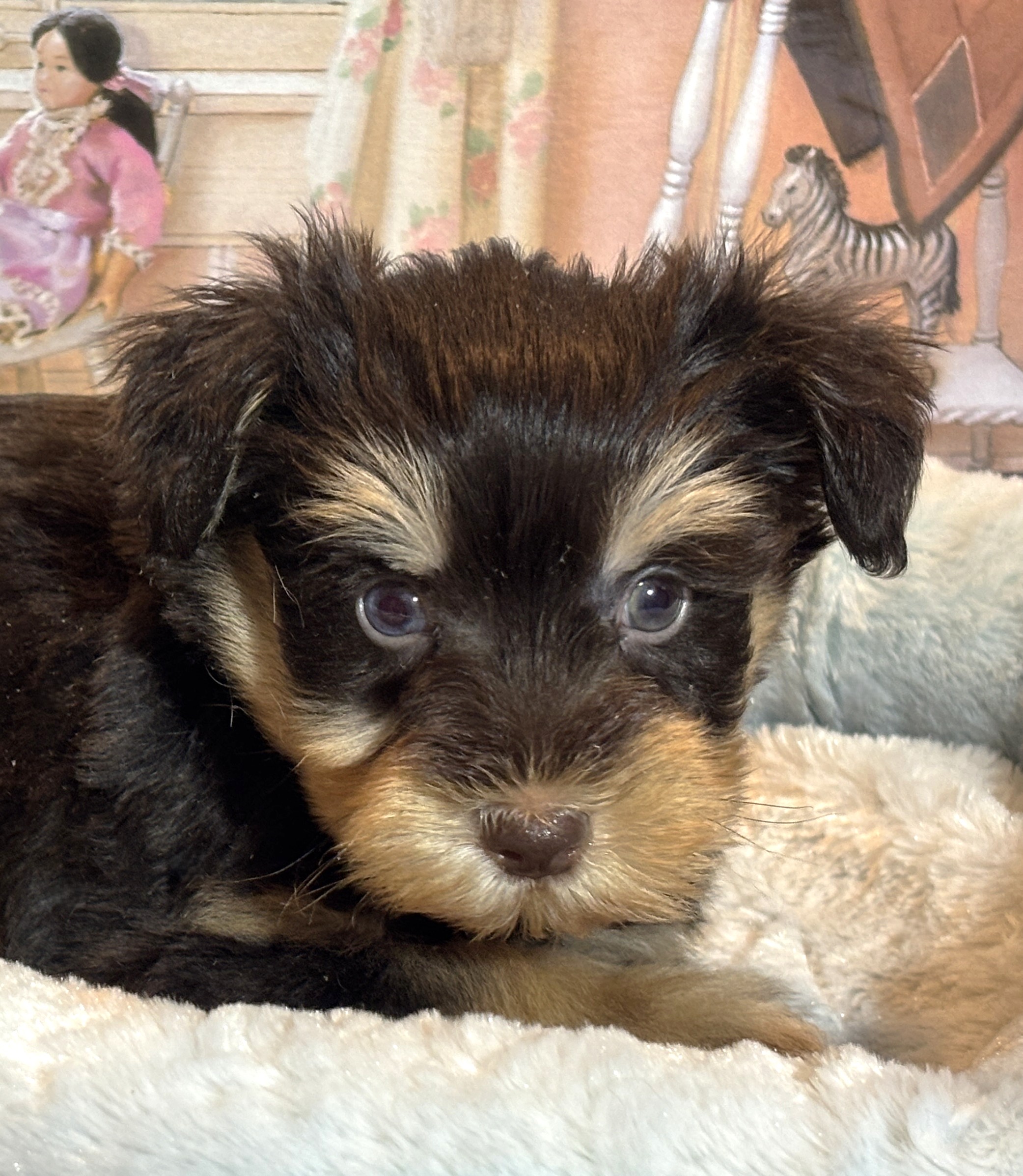 DUKE – Schnoodle $2500